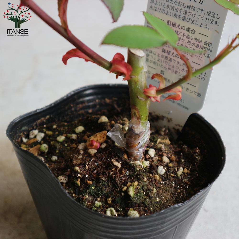 薔薇の苗 ライラックタイム (四季咲きハイブリッドティーローズ)【花苗