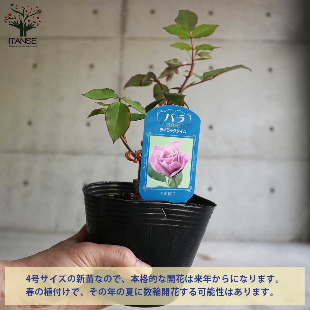薔薇の苗 ライラックタイム (四季咲きハイブリッドティーローズ)【花苗