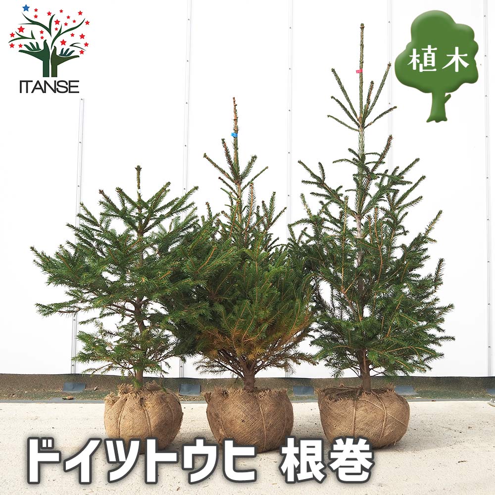 ドイツトウヒ 苗　3個セット ドイツトウヒ 根巻 【庭木】｜ 【植物のITANSE】全品送料無料