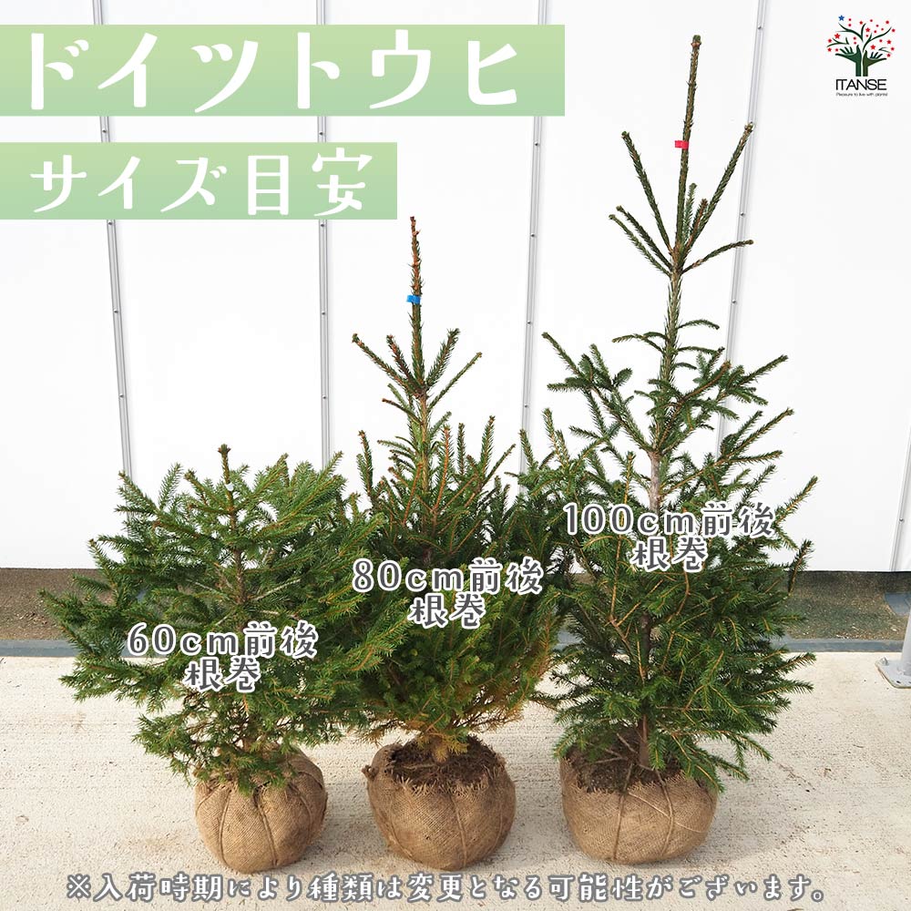 ドイツトウヒ 根巻 【庭木】｜ 【植物のITANSE】全品送料無料