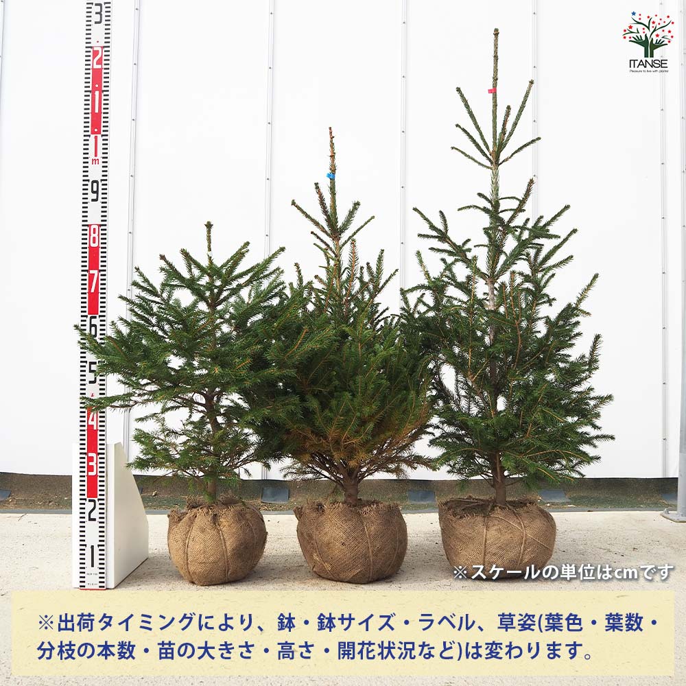 ドイツトウヒ 根巻 【庭木】｜ 【植物のITANSE】全品送料無料