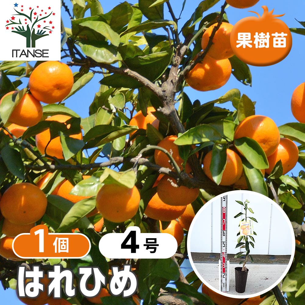 柑橘の苗 はれひめ 【果樹の苗木 4号／1個売り】｜ 【植物の