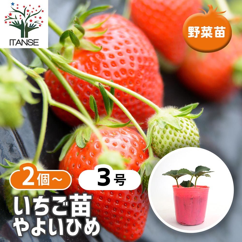 いちごの苗 やよいひめ2個～ 【野菜の苗 3号】