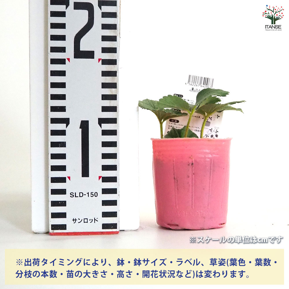 いちごの苗 やよいひめ2個～ 【野菜の苗 3号】