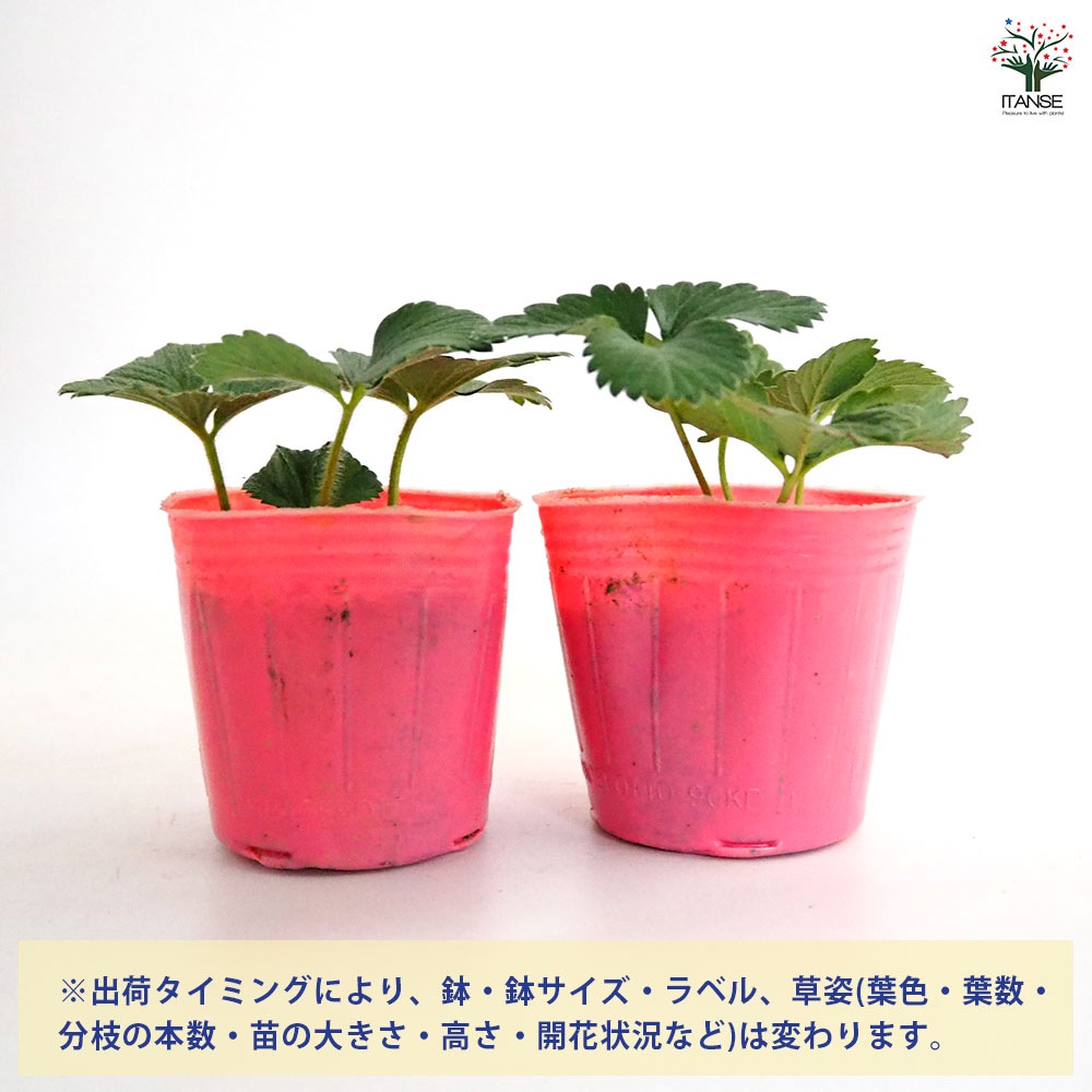 いちごの苗 やよいひめ2個～ 【野菜の苗 3号】｜ 【植物のITANSE