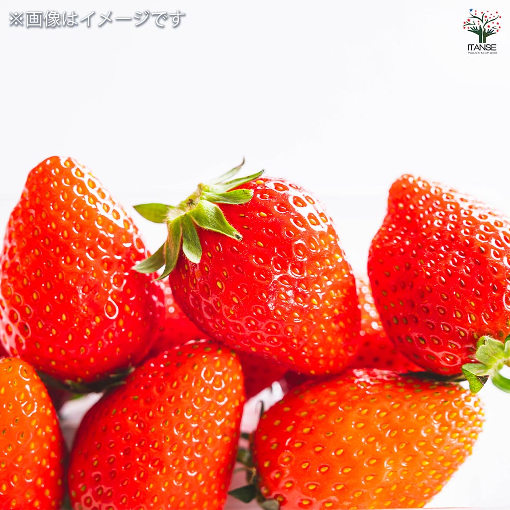 いちごの苗 やよいひめ2個～ 【野菜の苗 3号】｜ 【植物のITANSE