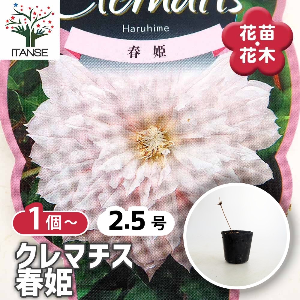 クレマチス 春姫 【花苗 2.5号】｜ 【植物のITANSE】全品送料