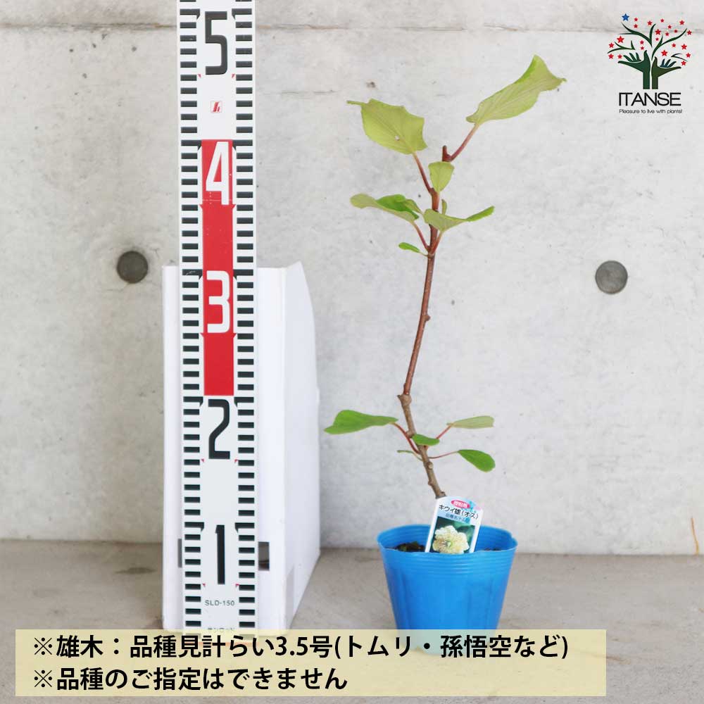美味しいグリーンキウイの苗木 オス・メスセット 【メス木 5号1本(品種：ヘイワード)：オス木 3.5号1本(品種見計らい※品種のご指定はできません)】