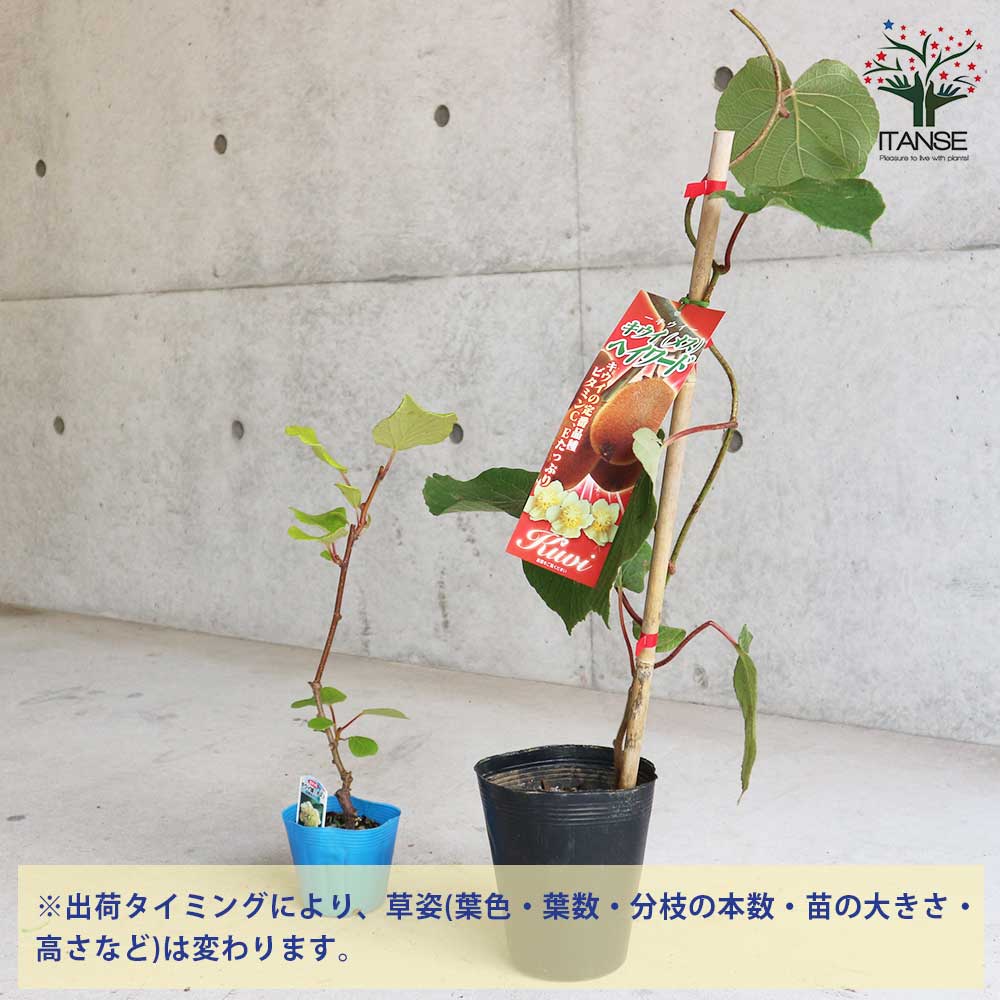 美味しいグリーンキウイの苗木 オス・メスセット 【メス木 5号1本(品種：ヘイワード)：オス木 3.5号1本(品種見計らい※品種のご指定はできません)】