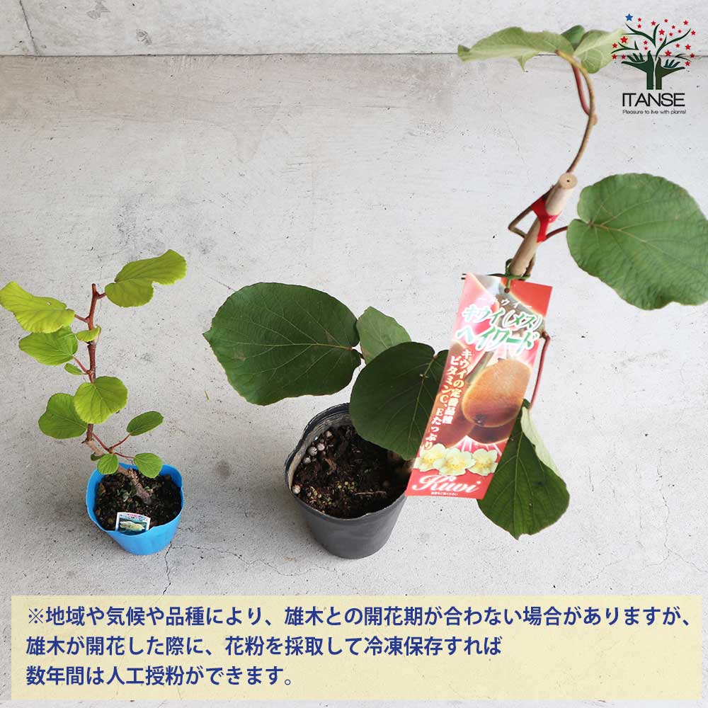 美味しいグリーンキウイの苗木 オス・メスセット 【メス木 5号1本(品種：ヘイワード)：オス木 3.5号1本(品種見計らい※品種のご指定はできません)】