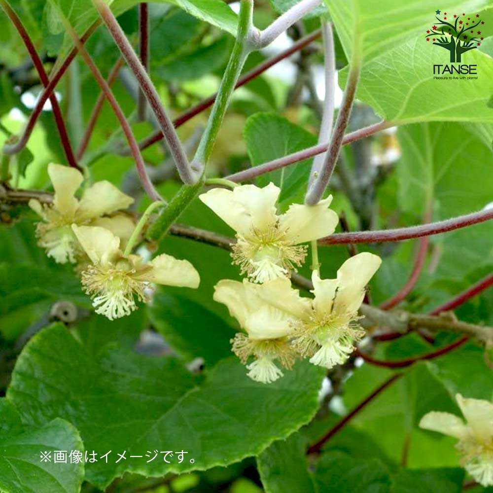 美味しいグリーンキウイの苗木 オス・メスセット 【メス木 5号1本(品種：ヘイワード)：オス木 3.5号1本(品種見計らい※品種のご指定はできません)】