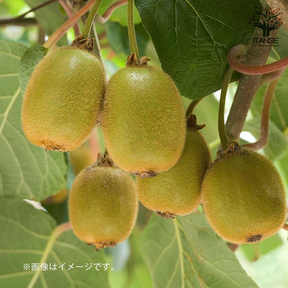 美味しいグリーンキウイの苗木 オス・メスセット 【メス木 5号1本(品種：ヘイワード)：オス木 3.5号1本(品種見計らい※品種のご指定はできません)】