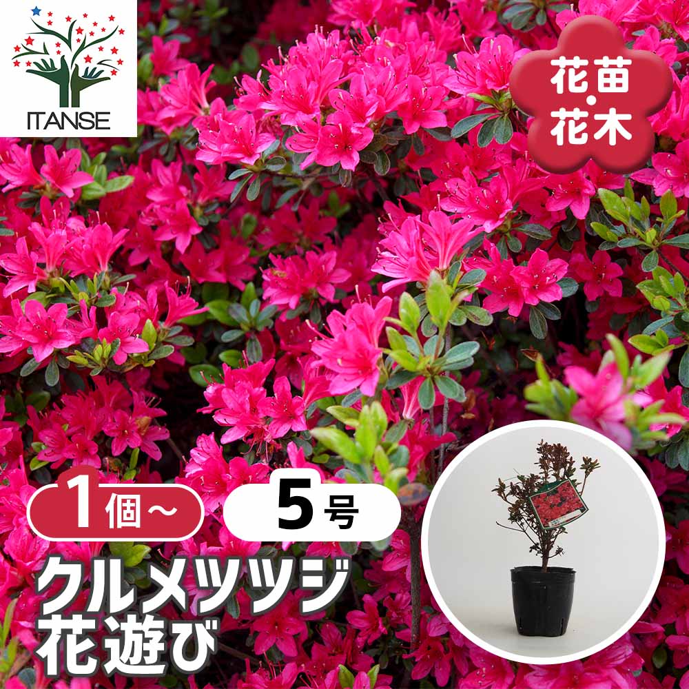 クルメツツジ(久留米ツツジ) 花遊び 【花木苗 5号】｜ 【植物の