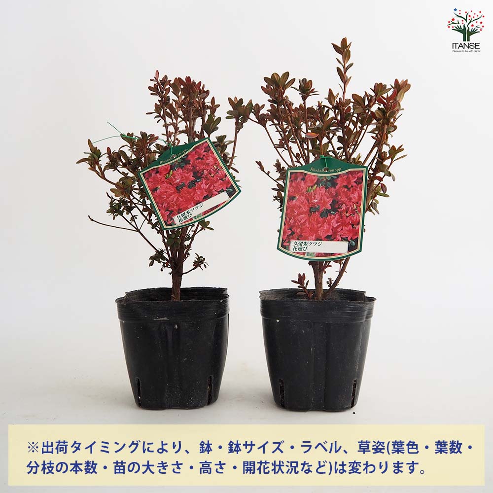 クルメツツジ(久留米ツツジ) 花遊び 【花木苗 5号】| 【植物の クルメツツジ(久留米ツツジ) 花遊び 【花木苗 5号】| 【植物の