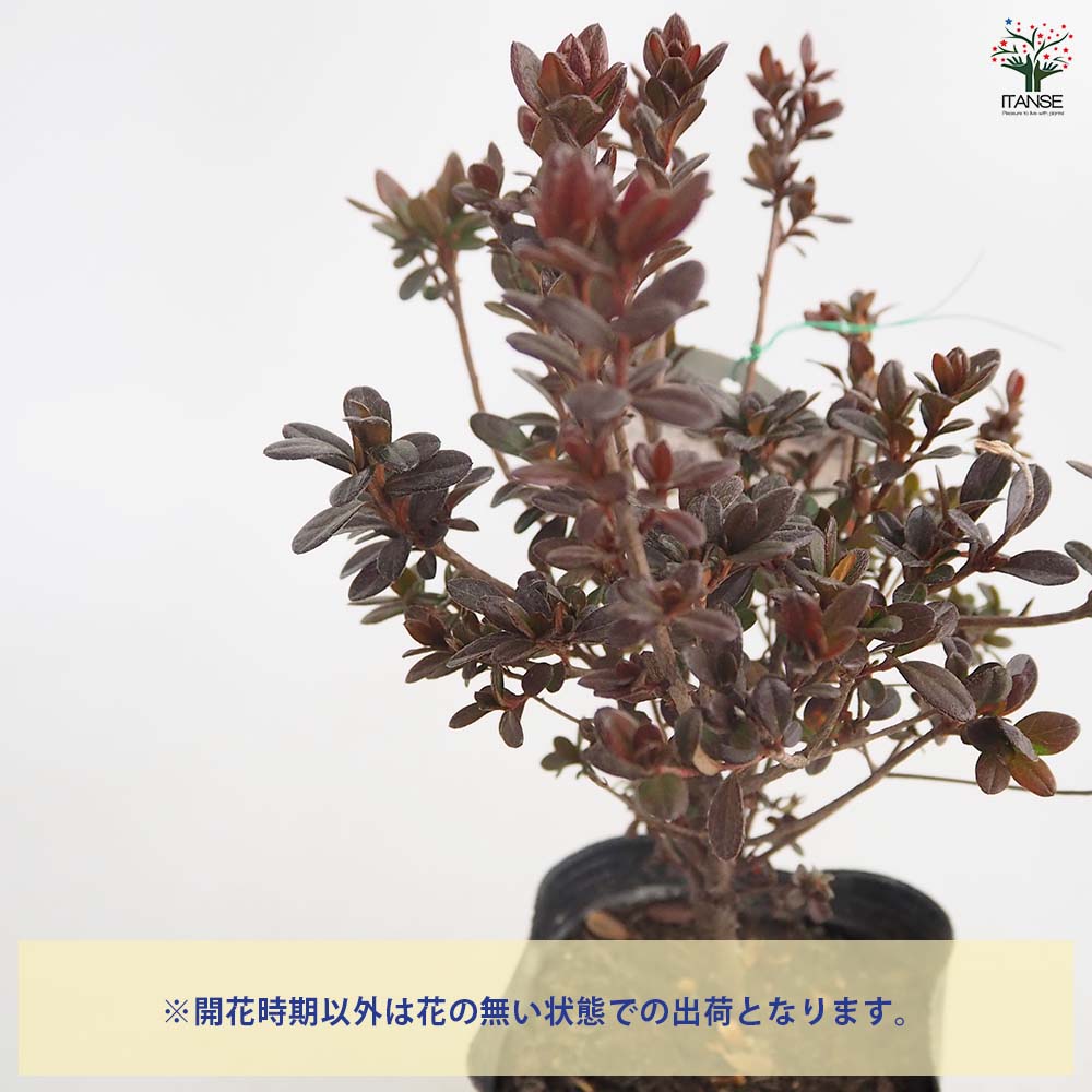 クルメツツジ(久留米ツツジ) 花遊び 【花木苗 5号】｜ 【植物の
