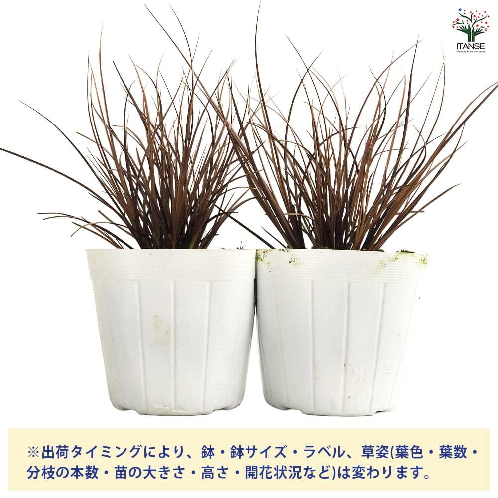 カレックス9鉢 【公式通販】