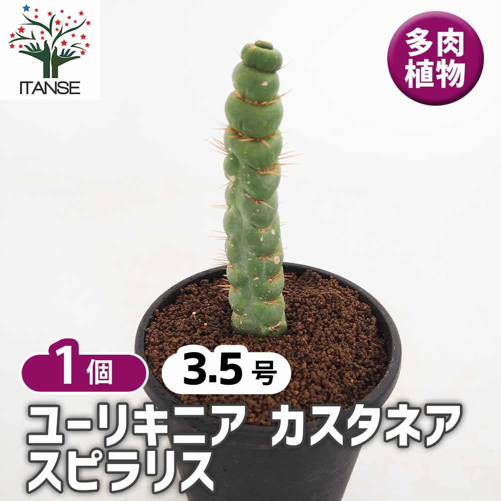ユーリキニア カスタネア スピラリス 【多肉植物 3.5号／1個売り