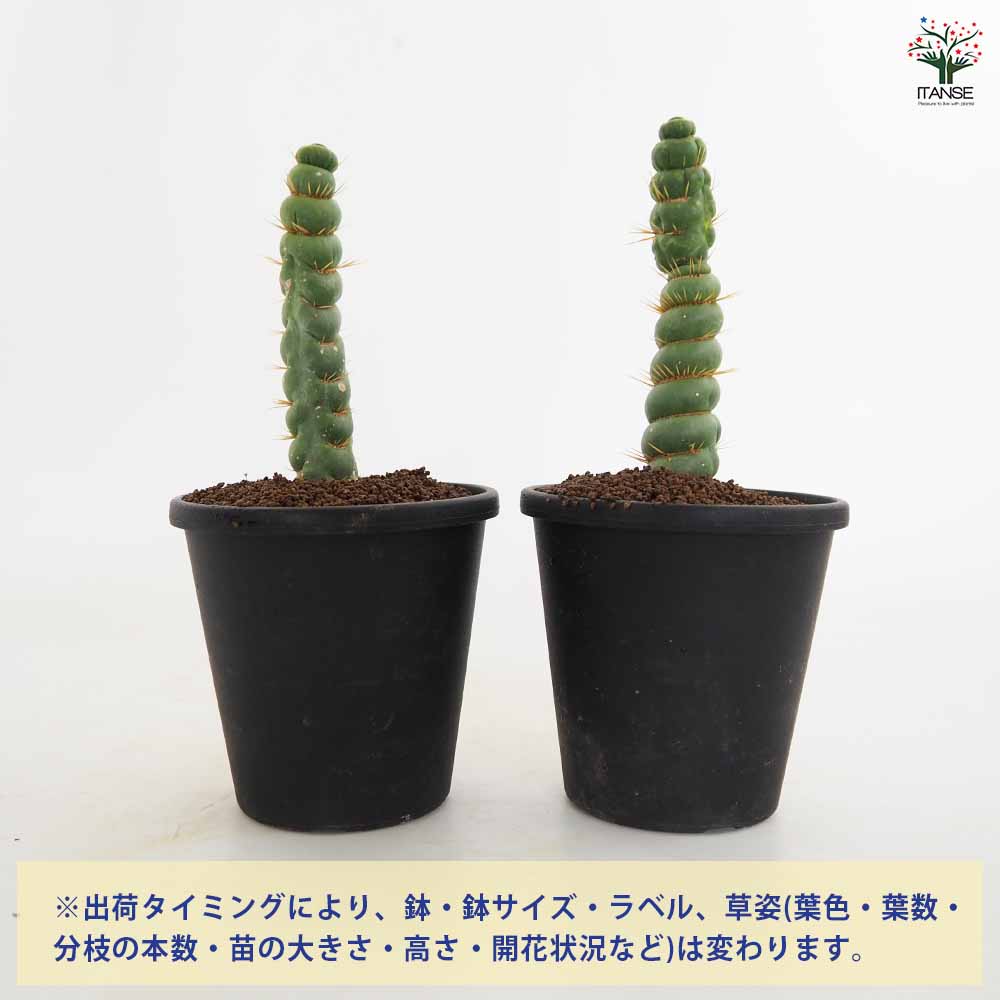 ユーリキニア カスタネア スピラリス 【多肉植物 3.5号／1個売り