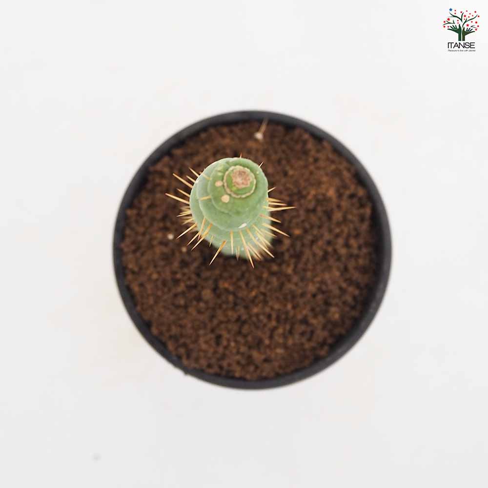 ユーリキニア カスタネア スピラリス 【多肉植物 3.5号／1個売り