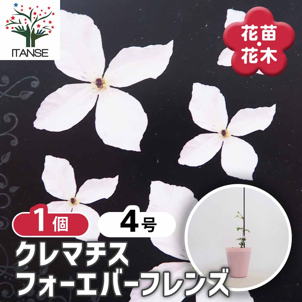 クレマチス フォーエバーフレンズ 【花苗 4号／1個売り】｜ 【植物の