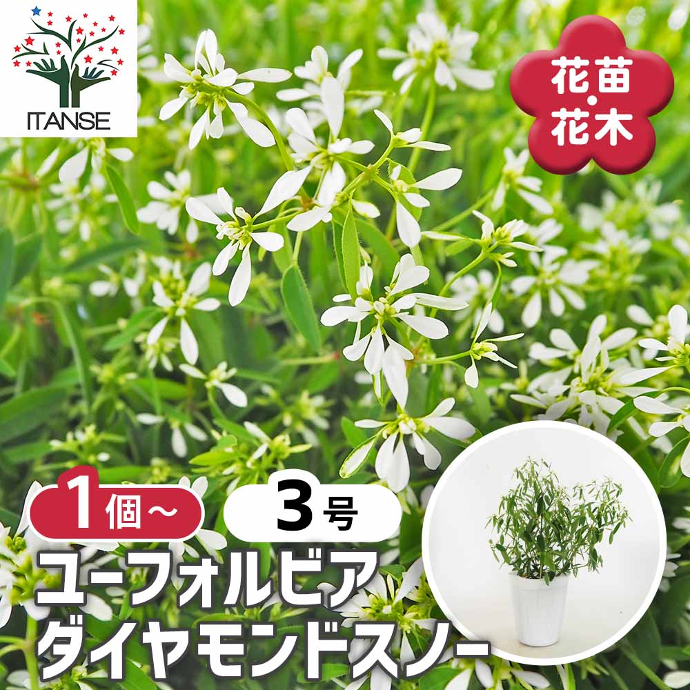 ユーフォルビア ダイヤモンドスノー 【花苗 3号】｜ 【植物の
