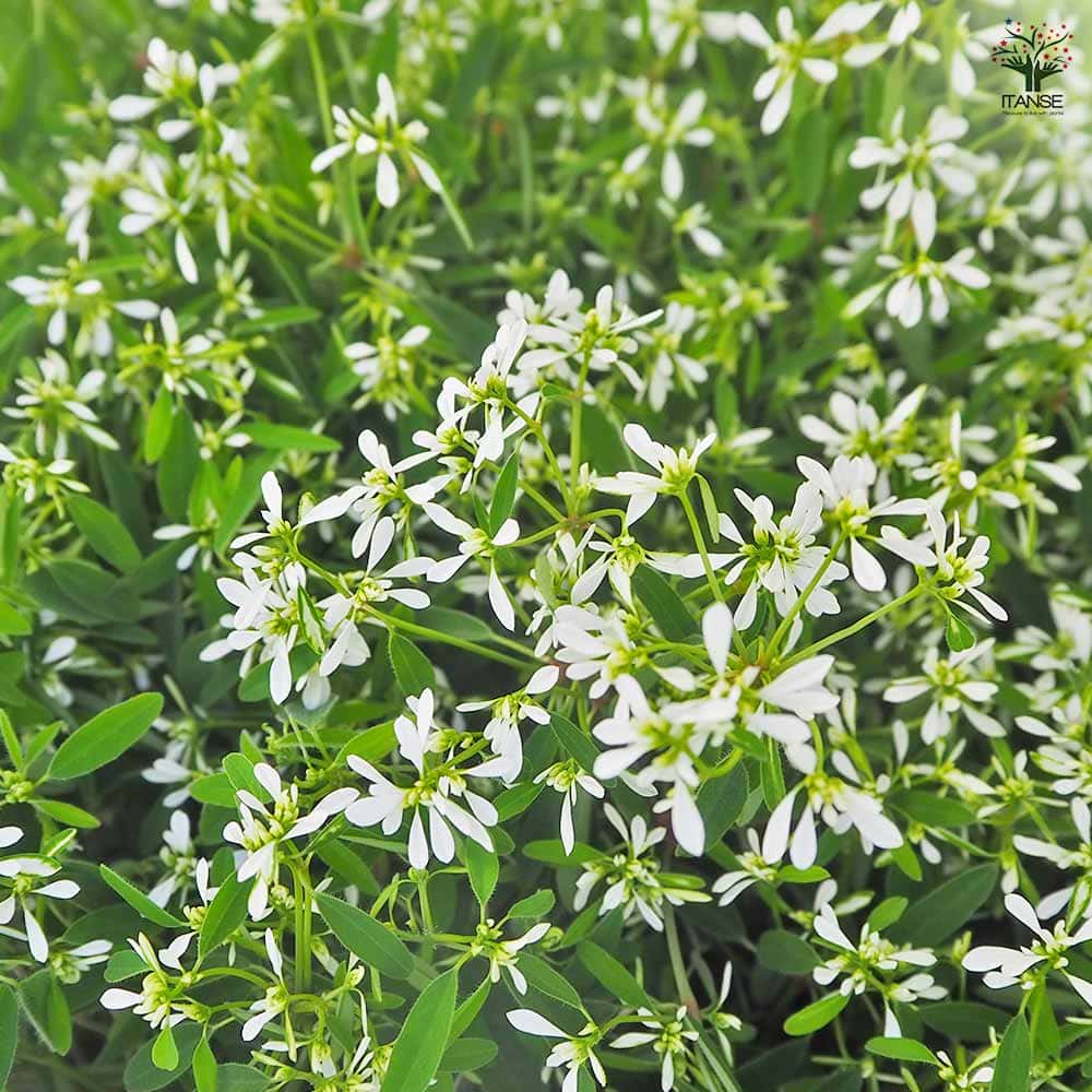 ユーフォルビア ダイヤモンドスノー 【花苗 3号】｜ 【植物の