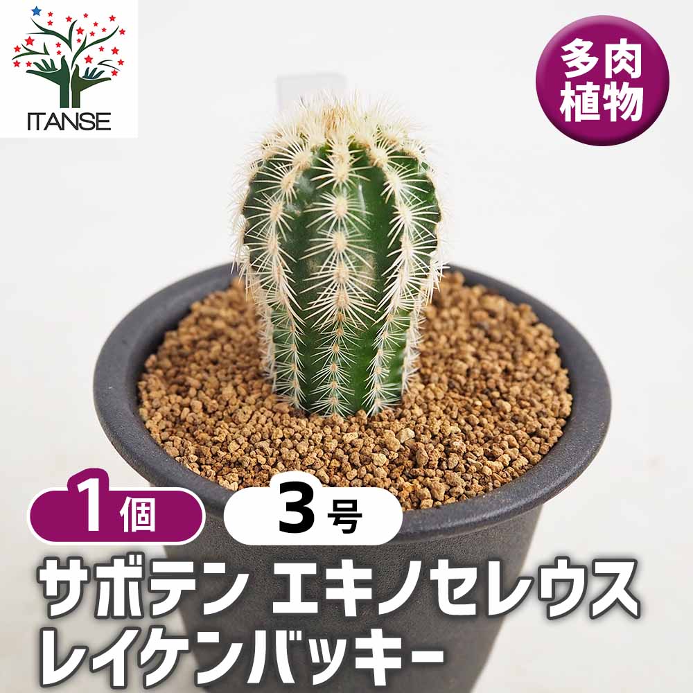サボテン エキノセレウス レイケンバッキー 【多肉植物 3号／1個売り】