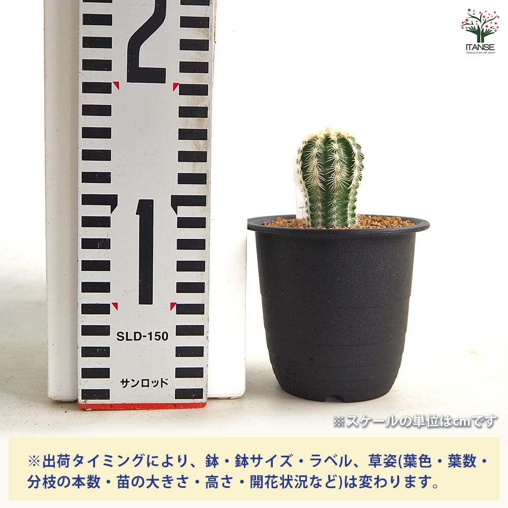 サボテン エキノセレウス レイケンバッキー 【多肉植物 3号／1個売り】