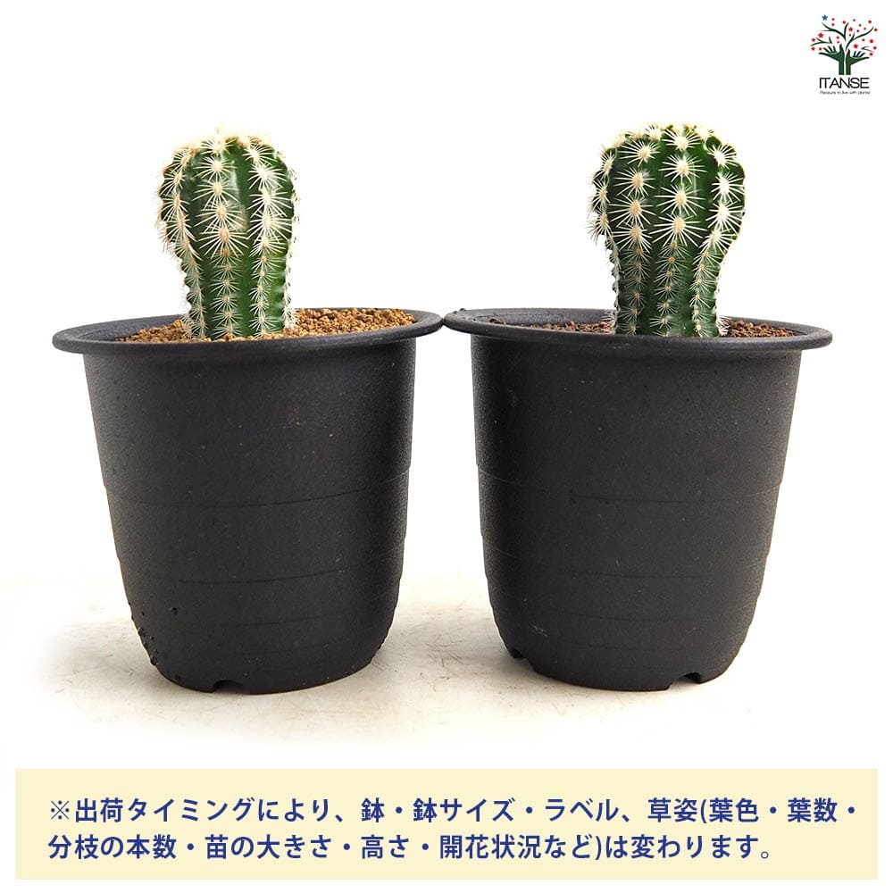 サボテン エキノセレウス レイケンバッキー 【多肉植物 3号／1個売り】