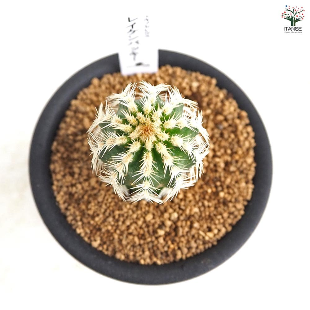 サボテン エキノセレウス レイケンバッキー 【多肉植物 3号／1個売り】