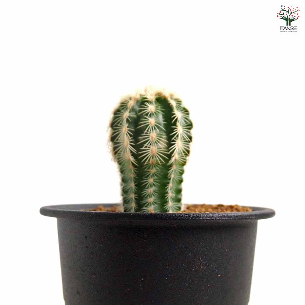 サボテン エキノセレウス レイケンバッキー 【多肉植物 3号／1個売り】