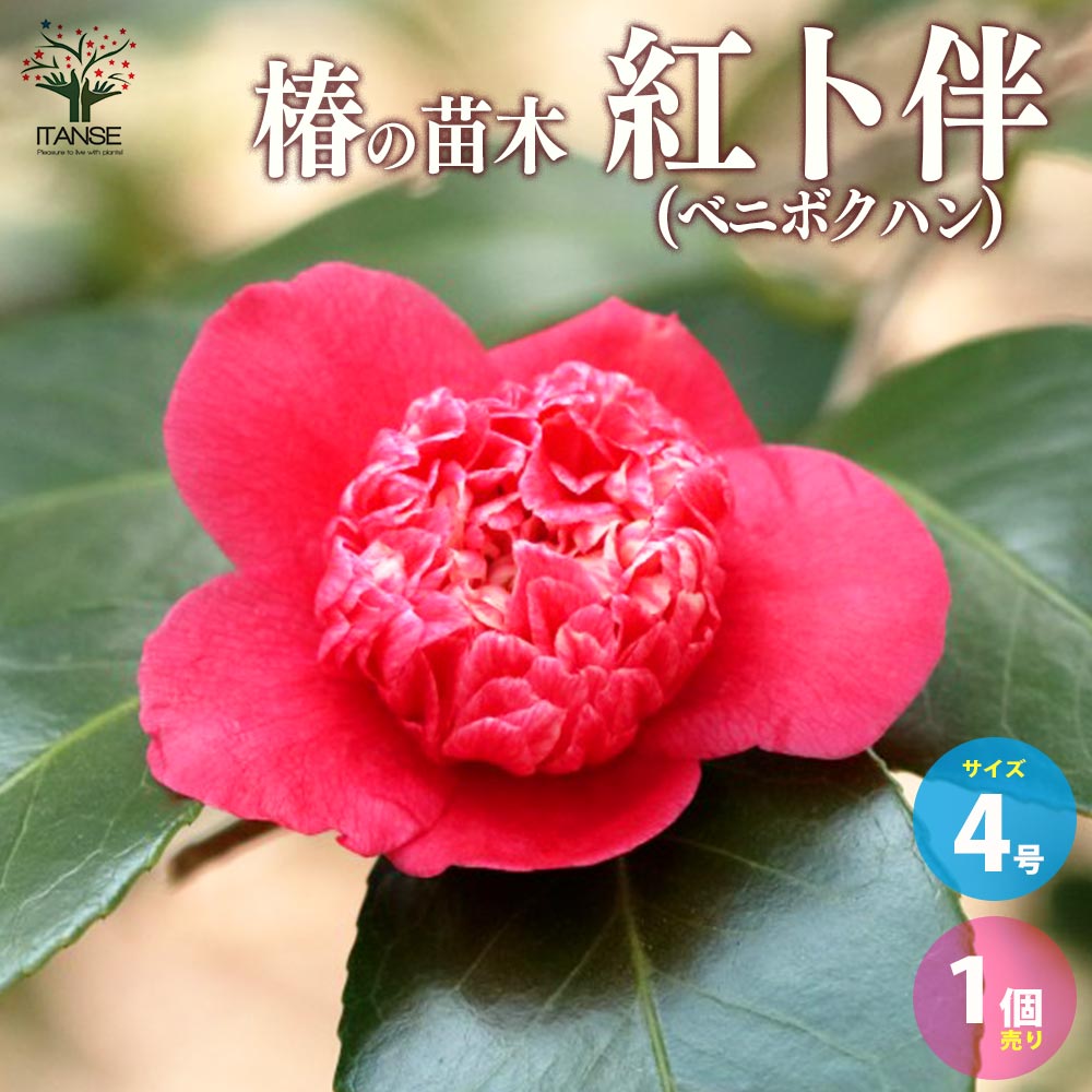 椿(ツバキ)の苗木 品種:紅卜伴(ベニボクハン) 