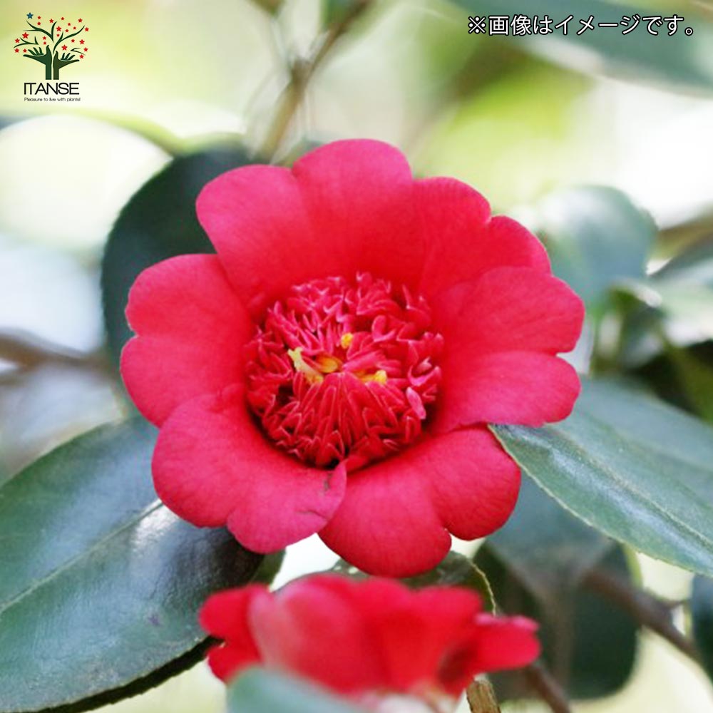 赤の卜伴　椿 椿園オンラインショップ / 紅卜伴・べにぼくはん