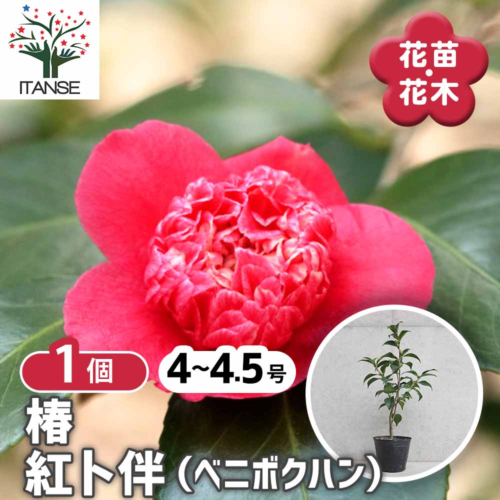椿 紅卜伴(ベニボクハン) 【庭木 4～4.5号／1個売り】｜ 【植物の
