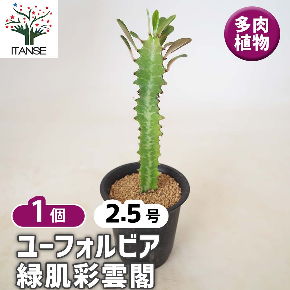 ユーフォルビア 緑肌彩雲閣 【 多肉植物 2.5号 ／1個売り 】｜ 【植物