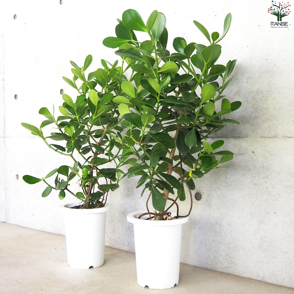 クルシア【観葉植物 7号鉢／1個売り】｜ 【植物のITANSE】全品