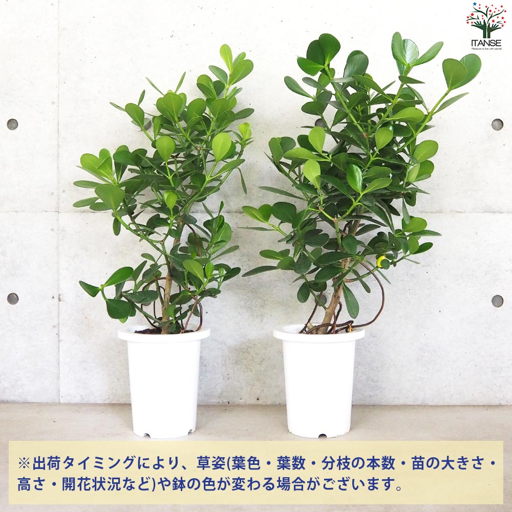 クルシア【観葉植物 7号鉢／1個売り】｜ 【植物のITANSE】全品