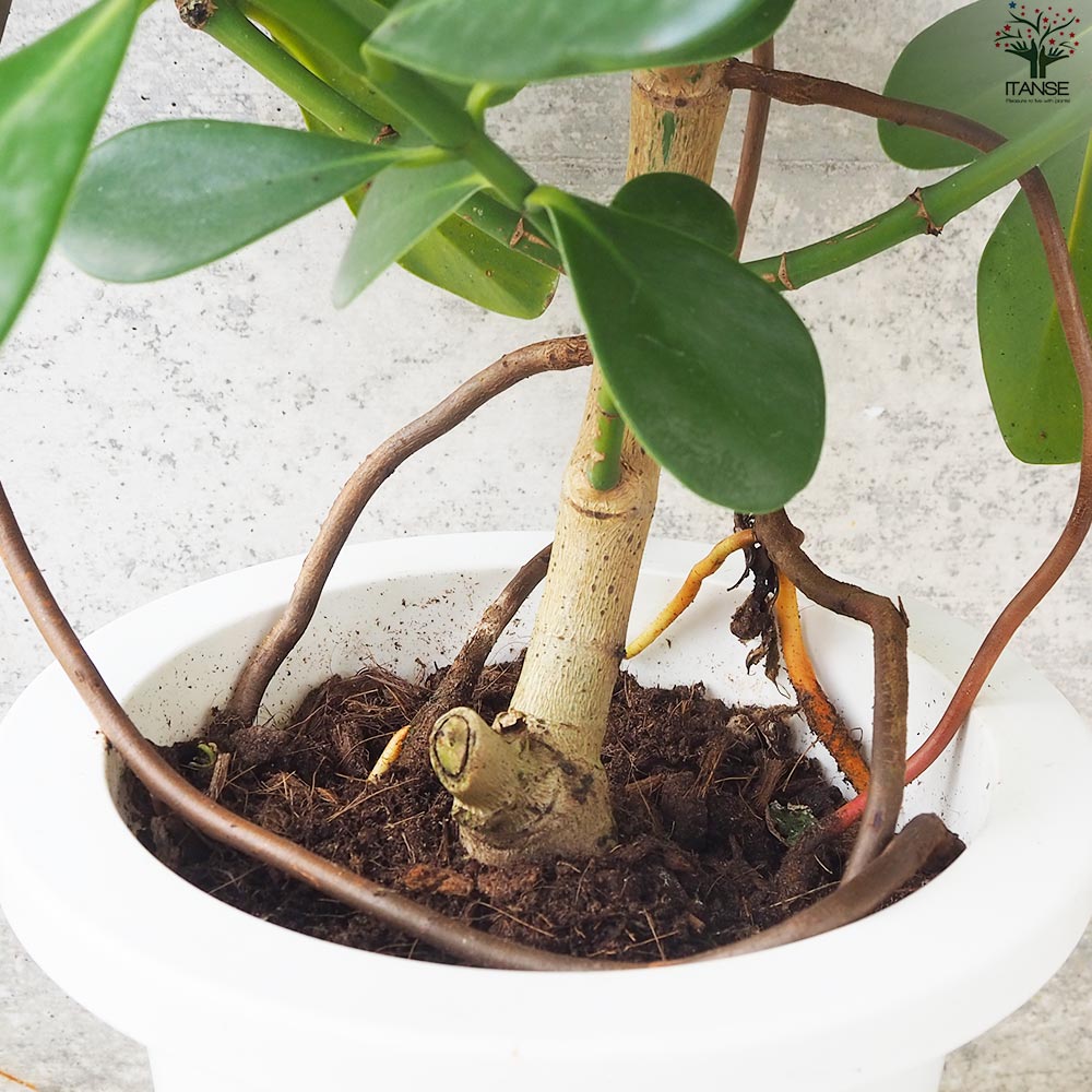 クルシア【観葉植物 7号鉢／1個売り】｜ 【植物のITANSE】全品