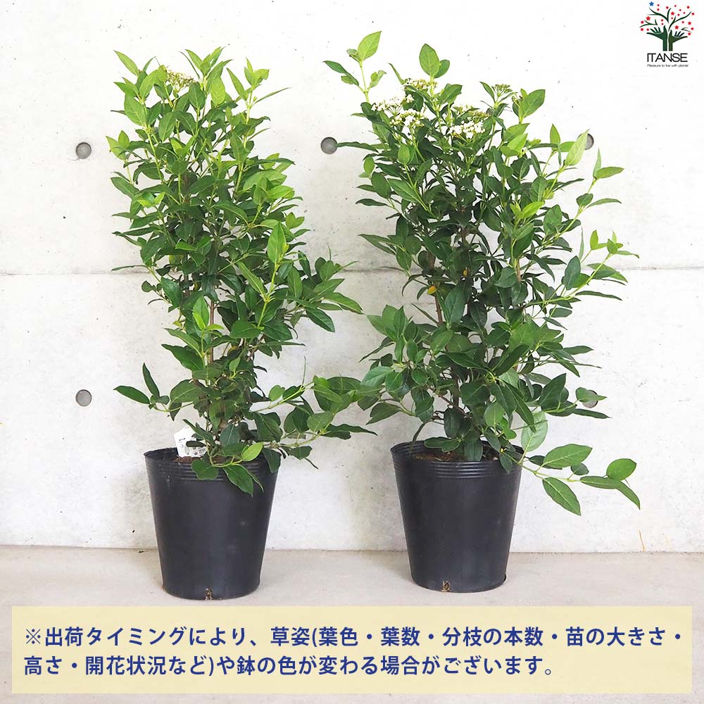 ビバーナム ティヌス【花苗 7号ポット／1個売り】｜ 【植物の