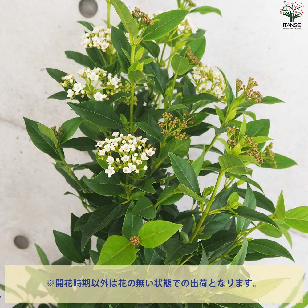 ビバーナム ティヌス【花苗 7号ポット／1個売り】｜ 【植物の