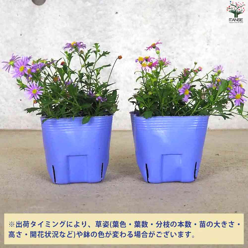 カラーズ 姫小菊 2個～【花苗 10.5cm】｜ 【植物のITANSE】全品