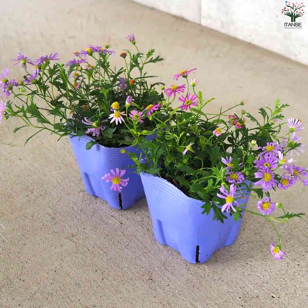 カラーズ 姫小菊 2個～【花苗 10.5cm】｜ 【植物のITANSE】全品