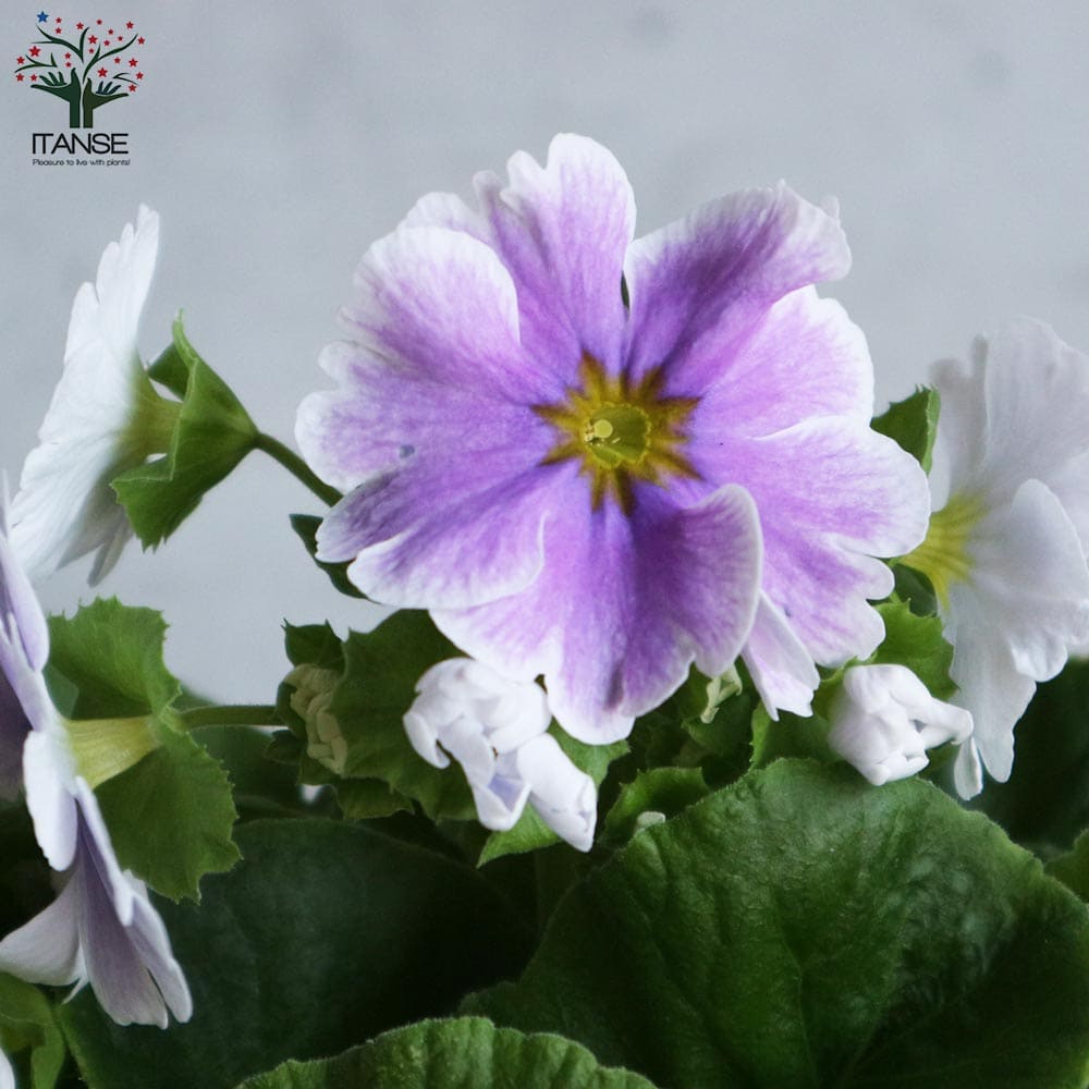 プリムラ・オブコニカ・リブレ 色ミックス見計らい2個～【花苗 4号