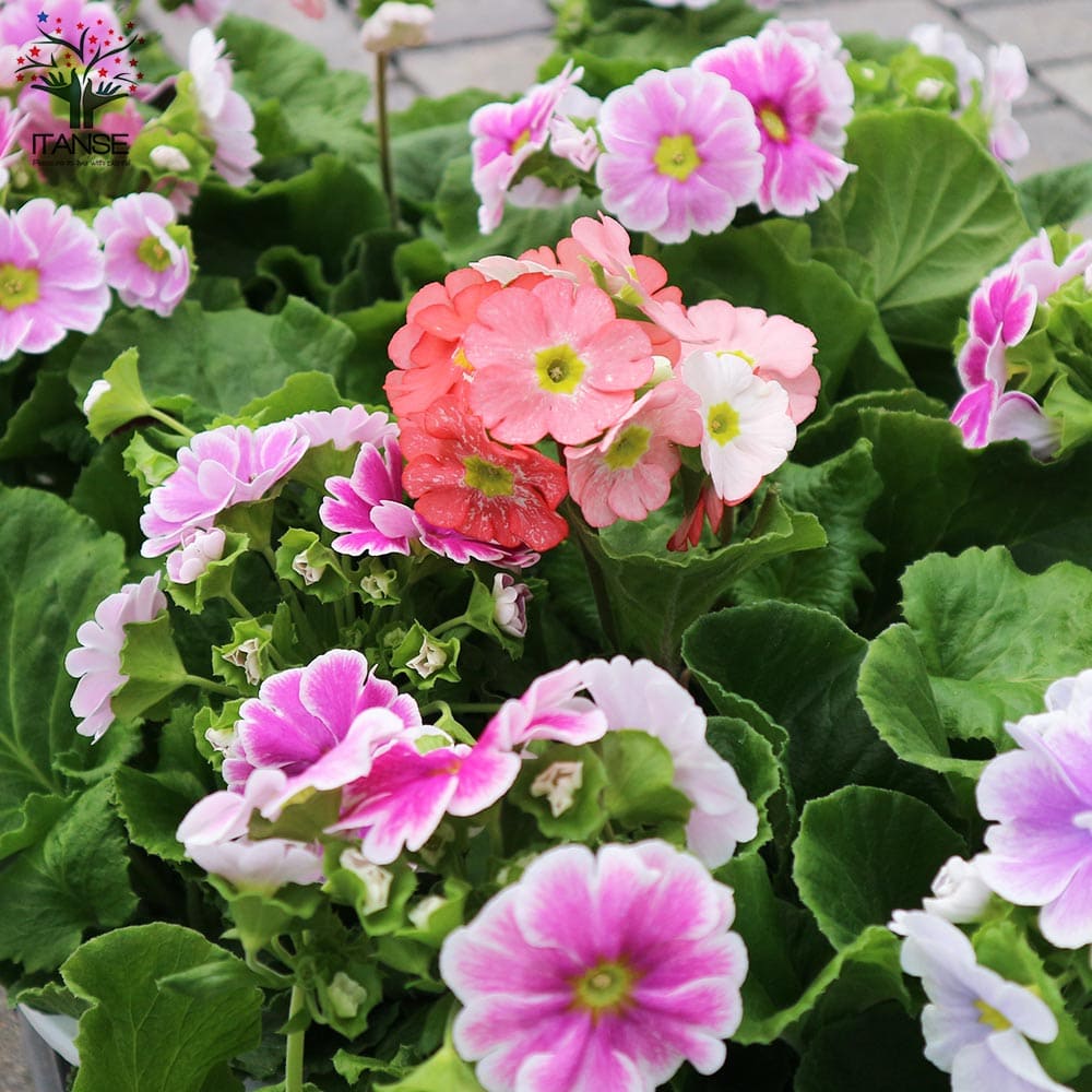 プリムラ・オブコニカ・リブレ 色ミックス見計らい2個～【花苗 4号