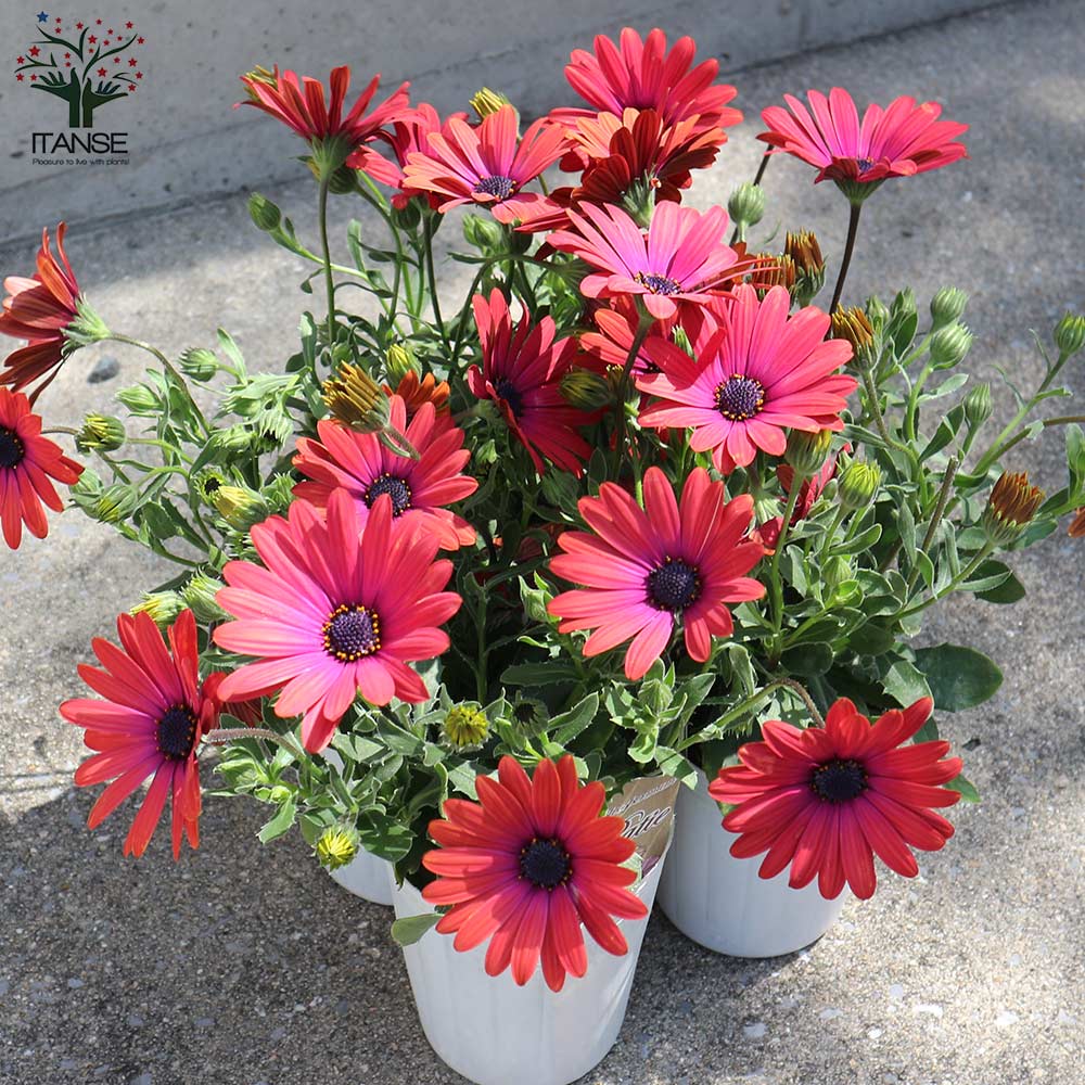 オステオスペルマム❤3苗 抜き苗 オステオスペルマム❤3苗 抜き苗