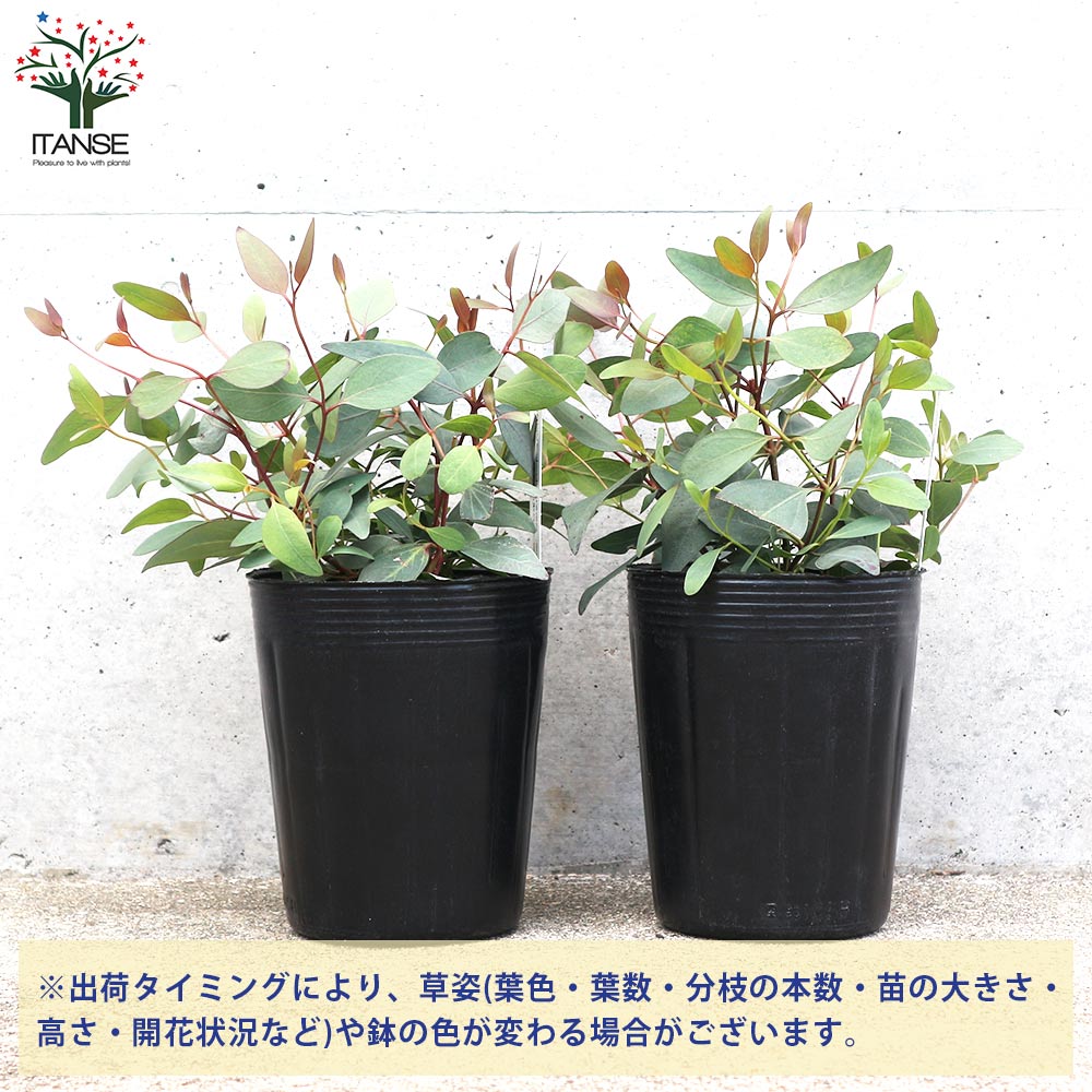 ユーカリ ポプルネア【花苗 3.5号ポット苗】｜ 【植物のITANSE