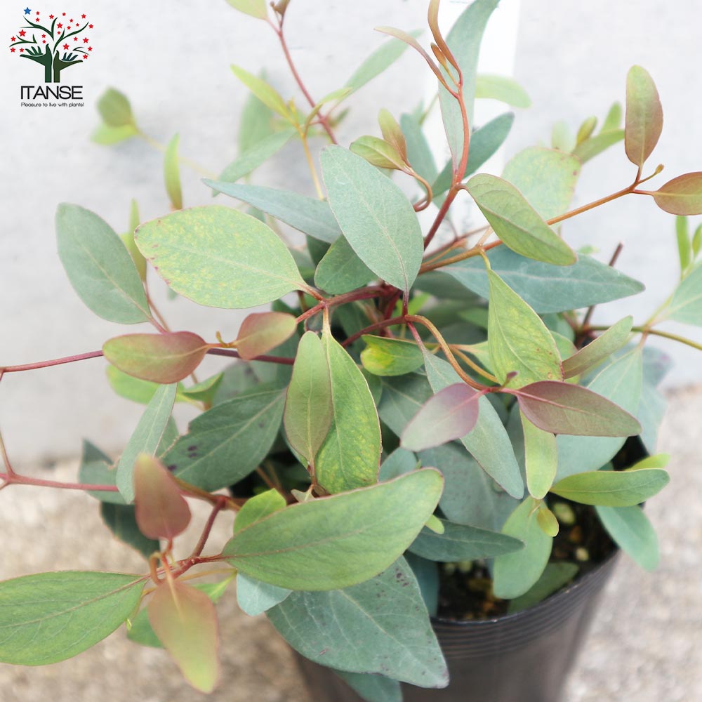 ユーカリ　ポプルネア　10号鉢 観葉植物 ユーカリ 10号 グニー プラスチック鉢 | 観葉植物なら