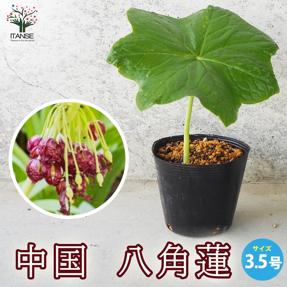 中国 八角連(ハッカクレン)【花苗 3.5号ポット】｜ 【植物の