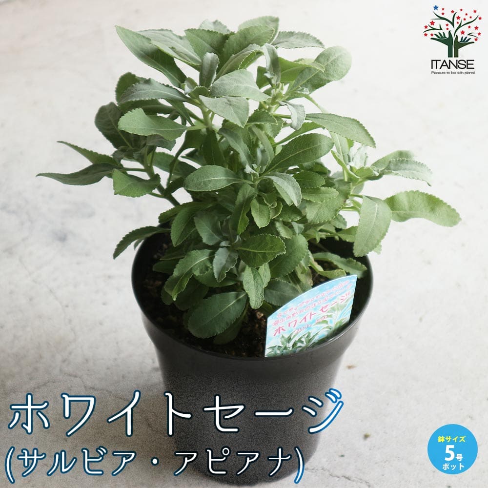ホワイトセージの苗 【ハーブの苗 5号鉢大苗】｜ 【植物のITANSE