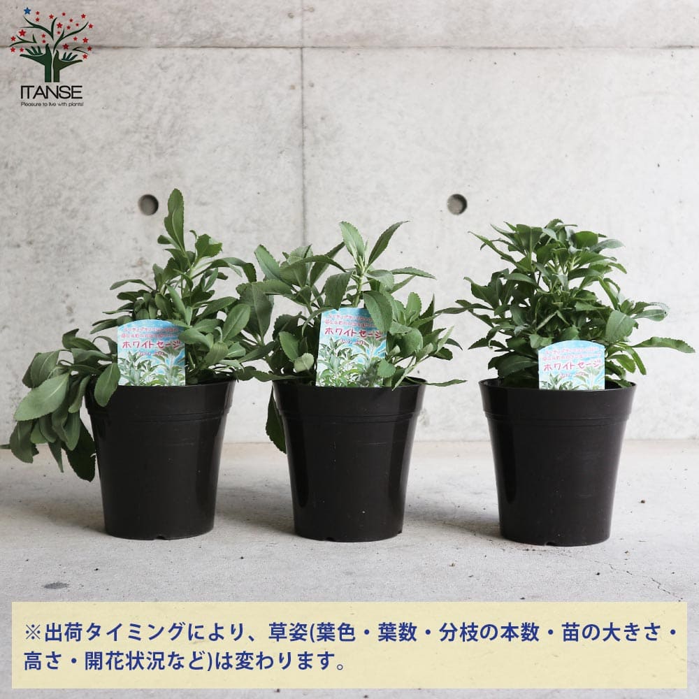 ホワイトセージの苗 【ハーブの苗 5号鉢大苗】｜ 【植物のITANSE